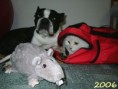 /album/fotogalerie-reggii/frodo-a-reg-jpg/